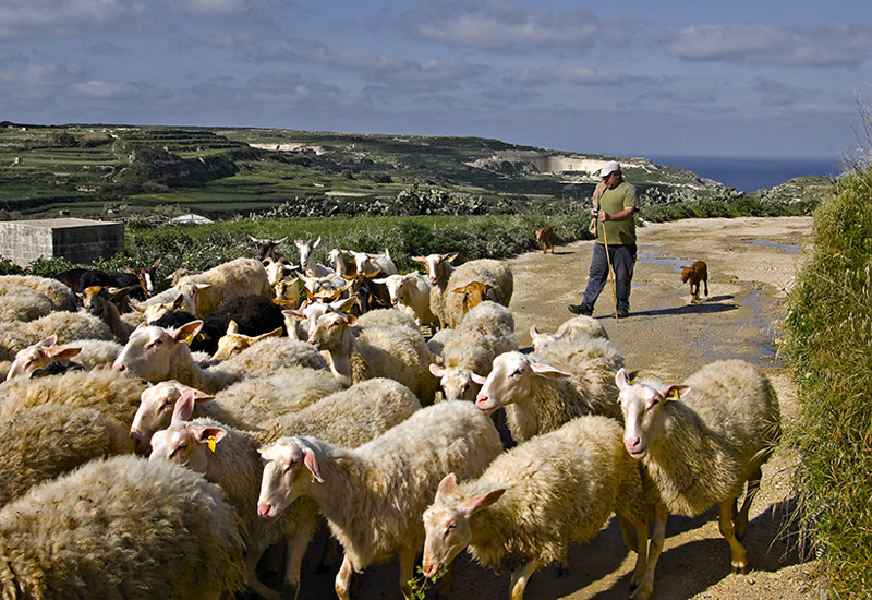 A walk in the green, along the cliffs, through a herd of sheep up to the salt pans will be as relaxing as recharging for mind and soul © Clive Vella